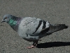 Feral Pigeon.jpg